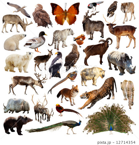 Set of  asian animals. Isolated on white 12714354