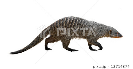 Banded mongoose 12714374