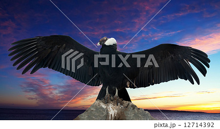 Andean condor against sunset sky 12714392