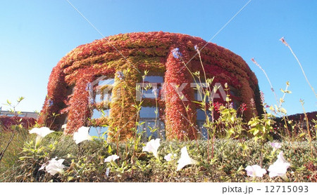 晩秋の彩り 12715093