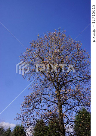 実をつけたユリノキ　晩秋 12715615