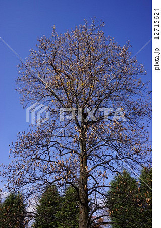 実をつけたユリノキ　晩秋 12715624