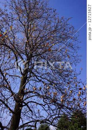 実をつけたユリノキ　晩秋 12715627