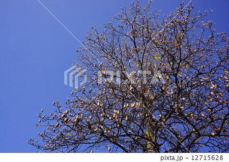 実をつけたユリノキ　晩秋 12715628