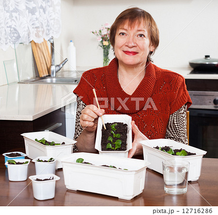 Mature woman working with seedlings Mature woman working with seedlings 12716286