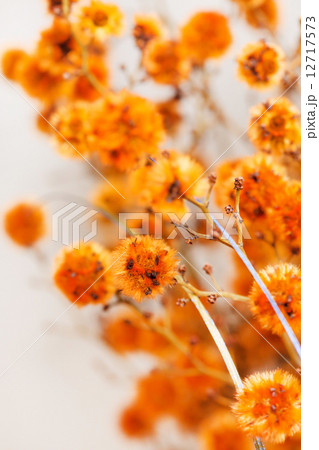 flowers background 12717573