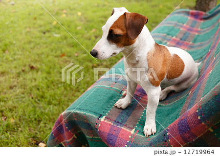 nice dog nice dog 12719964