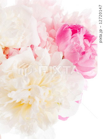 peony on the white 12720147