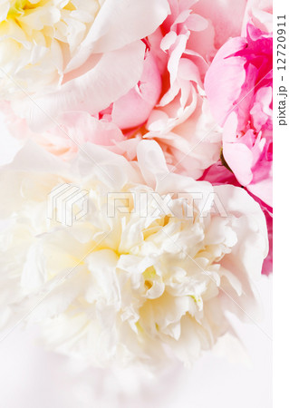 peony on the white peony on the white 12720911