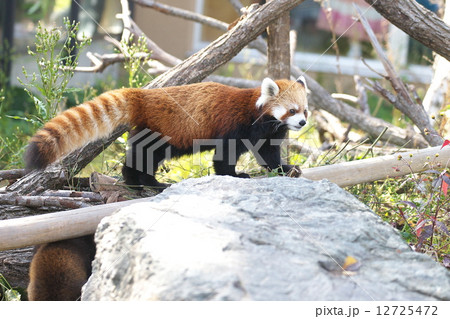 円山動物園の人気物はレッサーパンダ 12725472