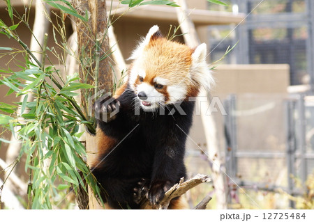 円山動物園の人気物はレッサーパンダ 12725484