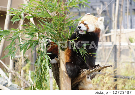 円山動物園の人気物はレッサーパンダの写真素材