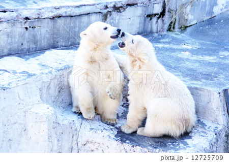 円山動物園の人気物 12725709