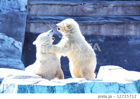 円山動物園の人気物 円山動物園の人気物 12725712