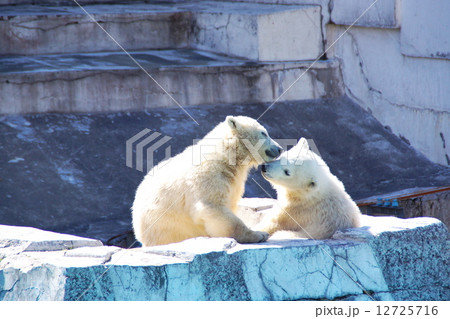 円山動物園の人気物 12725716
