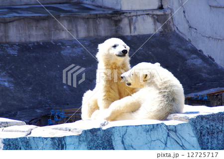 円山動物園の人気物 12725717