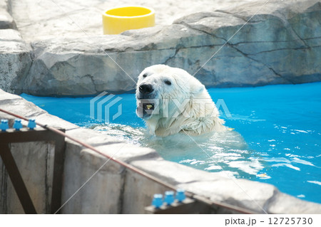 円山動物園の人気物 12725730