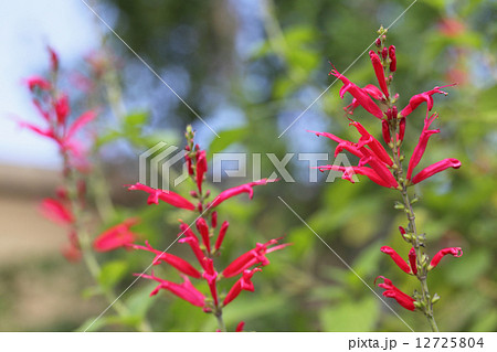 パイナップルセージの花 パイナップルセージの花 12725804