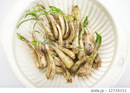 島らっきょう 12726151