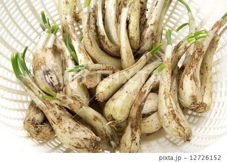 島らっきょう 12726152