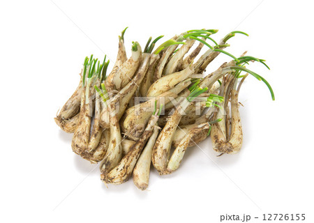 沖縄の島らっきょう 12726155