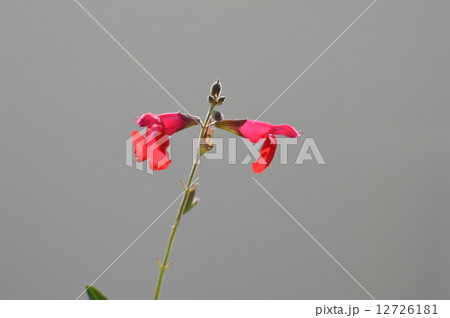 赤いチェリーセージ 12726181