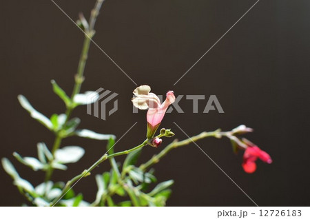 チェリーセージ2種 12726183