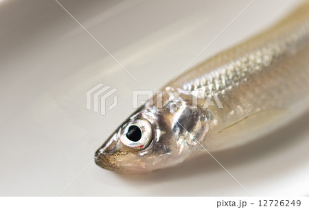 ワカサギの頭 12726249