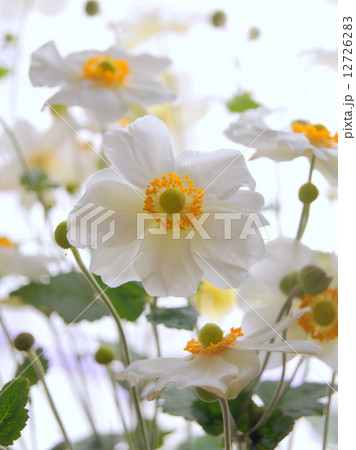 窓辺のシュウメイギク(切り花) 窓辺のシュウメイギク(切り花) 12726283