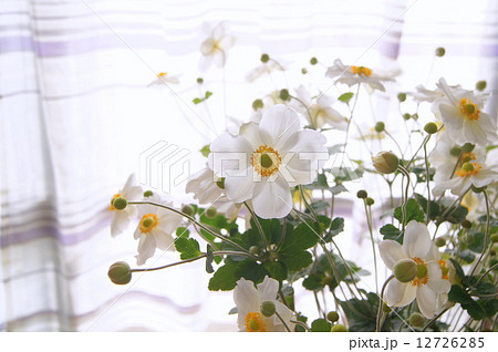 窓辺のシュウメイギク(切り花) 窓辺のシュウメイギク(切り花) 12726285