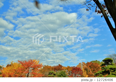 清々しい秋空と色鮮やかな紅葉 清々しい秋空と色鮮やかな紅葉 12726406