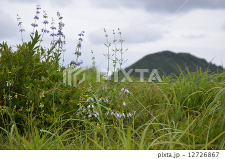ツリガネニンジンと山 12726867