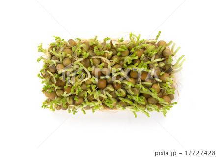 豆苗 豆苗 12727428