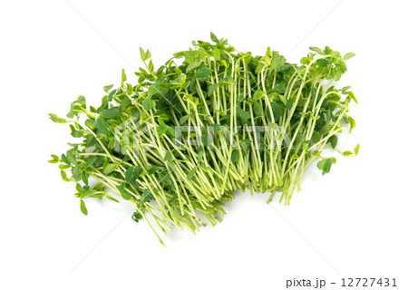 豆苗 豆苗 12727431