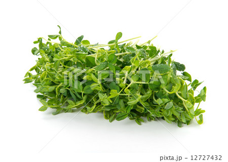 豆苗 豆苗 12727432