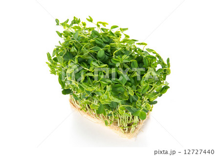 豆苗 豆苗 12727440