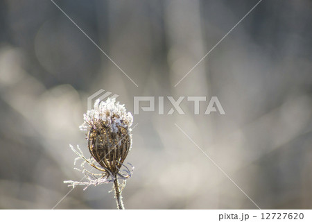 carrot seeds with ice crystals 12727620
