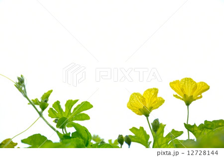 ゴーヤの花 ゴーヤの花 12728144