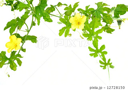ゴーヤの花 ゴーヤの花 12728150