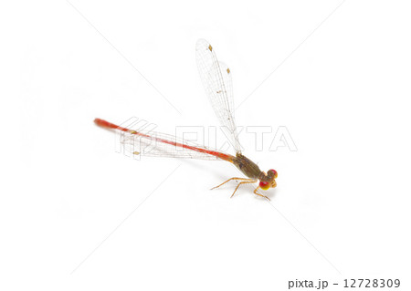 Little colorful dragonfly isolated on white background. 12728309