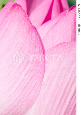 Close up of pink water lily. 12728419