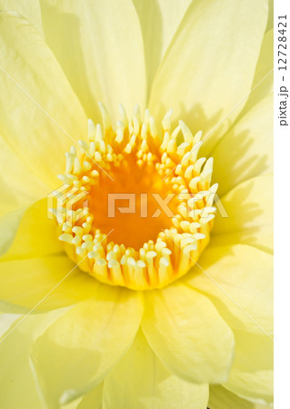 Close up of yellow warter lily. 12728421