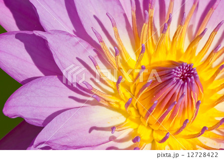 close up of pink water lily. close up of pink water lily. 12728422