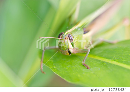 Grasshopper. Grasshopper. 12728424