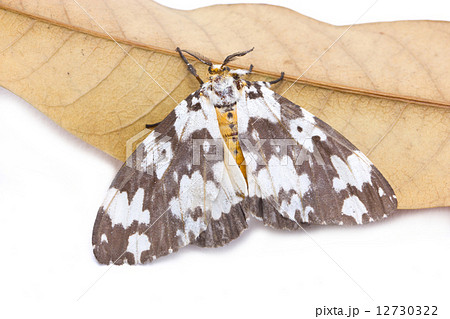 Tussock moth butterfly with dried mango leaf isolated on white b 12730322