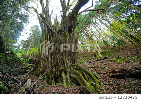 藤坂の大カツラ 藤坂の大カツラ 12730435