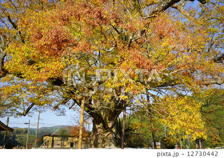 紅葉の野間の大ケヤキ 12730442