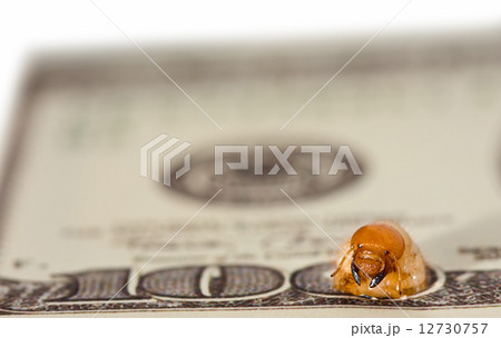 Worm gnaw through dollar bank note. Stage three 12730757