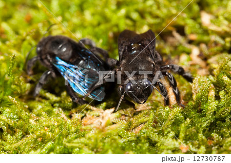 Macro of two borer bee in moss 12730787