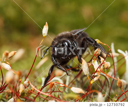 Black Carpenter Bee in moss 12730792